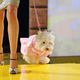 Illustration for article titled Going To The Dogs
